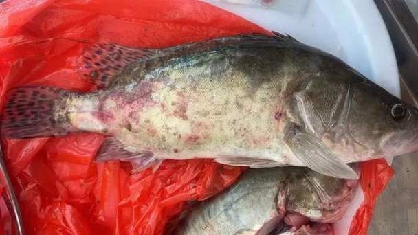 金魚寄生蟲有哪些種類，金魚寄生蟲種類繁多，主要包括以下幾種