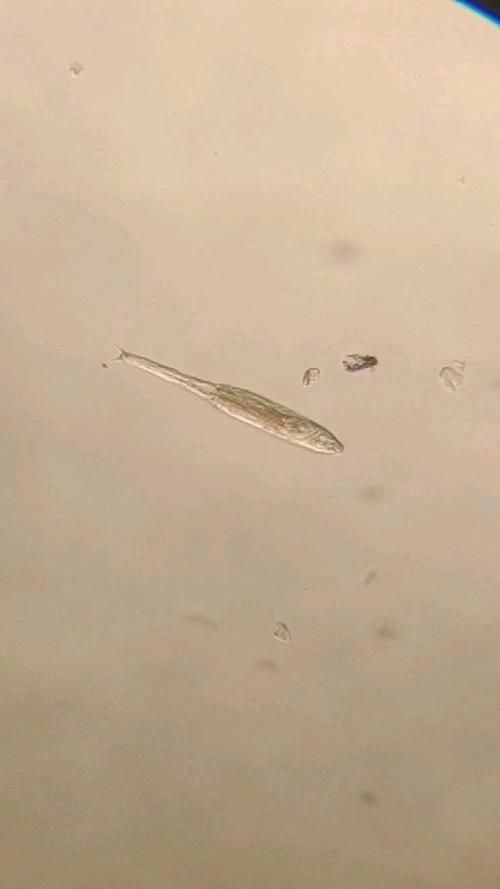 金魚寄生蟲有哪些種類，金魚寄生蟲種類繁多，主要包括以下幾種
