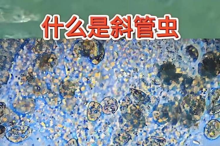 金魚寄生蟲有哪些種類，金魚寄生蟲種類繁多，主要包括以下幾種