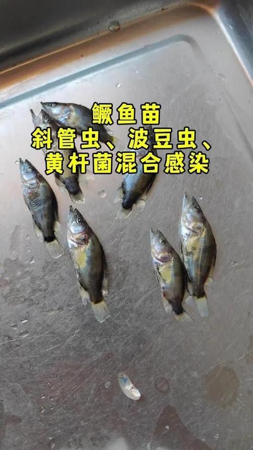 金魚寄生蟲有哪些種類，金魚寄生蟲種類繁多，主要包括以下幾種