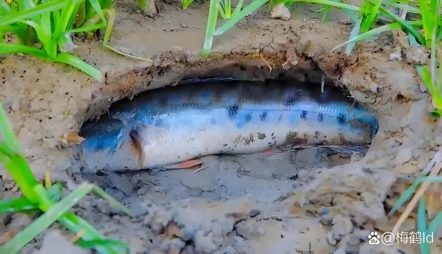 如何判斷龍魚是否吃膩了泥鰍，如何判斷龍魚吃膩泥鰍