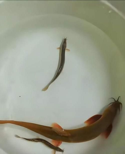 如何判斷龍魚是否吃膩了泥鰍，如何判斷龍魚吃膩泥鰍