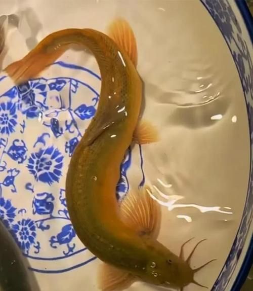 如何判斷龍魚是否吃膩了泥鰍，如何判斷龍魚吃膩泥鰍