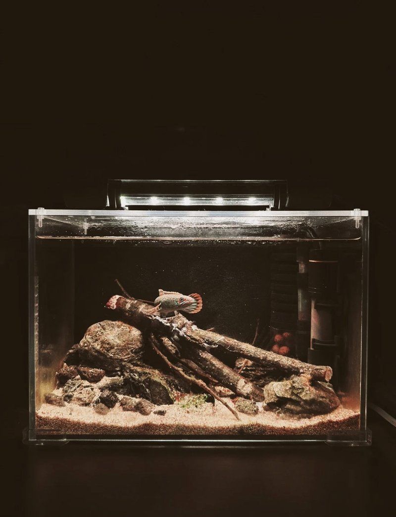 鬼王雷龍魚多久發色，鬼王雷龍魚發色指南:鬼王雷龍魚發色秘籍大揭秘