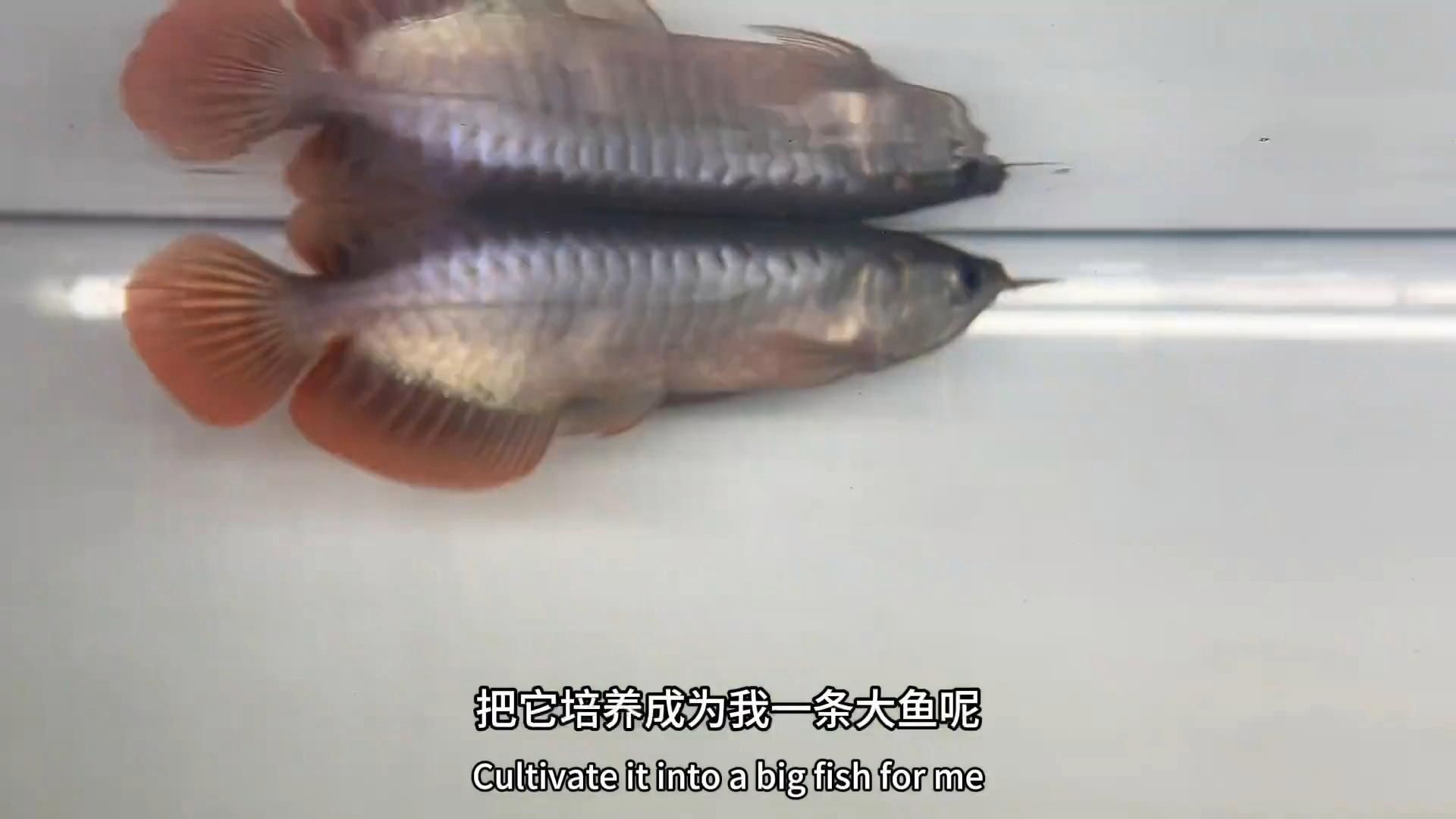 哪里可以買到正宗的紅龍魚苗，紅龍魚苗的價格范圍是多少