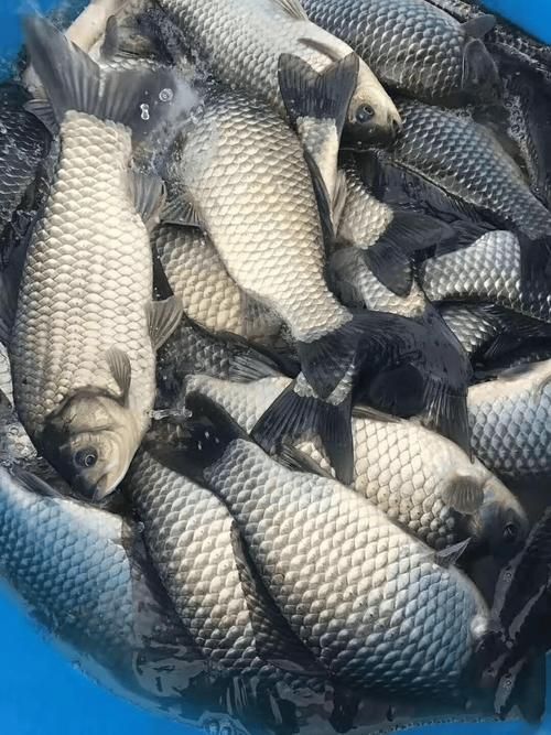 魚浮在水面上張嘴如何急救，魚浮在水面上張嘴怎么辦
