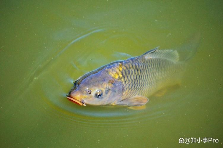 魚浮在水面上張嘴如何急救，魚浮在水面上張嘴怎么辦