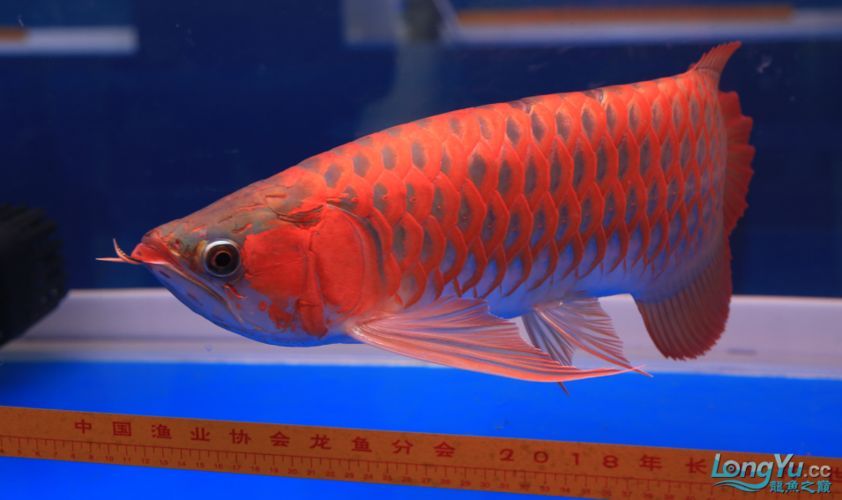 2025年龍魚長城杯的冠軍魚是誰，2025年龍魚長城杯冠軍魚是誰