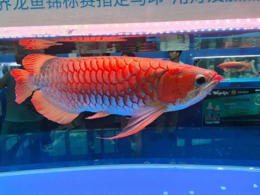 2025年龍魚長城杯的冠軍魚是誰，2025年龍魚長城杯冠軍魚是誰