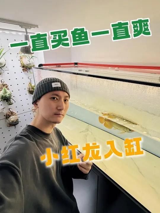 龍魚需要多大的水？，養龍魚需要多大的水,養龍魚對水量和魚缸尺寸的要求較高
