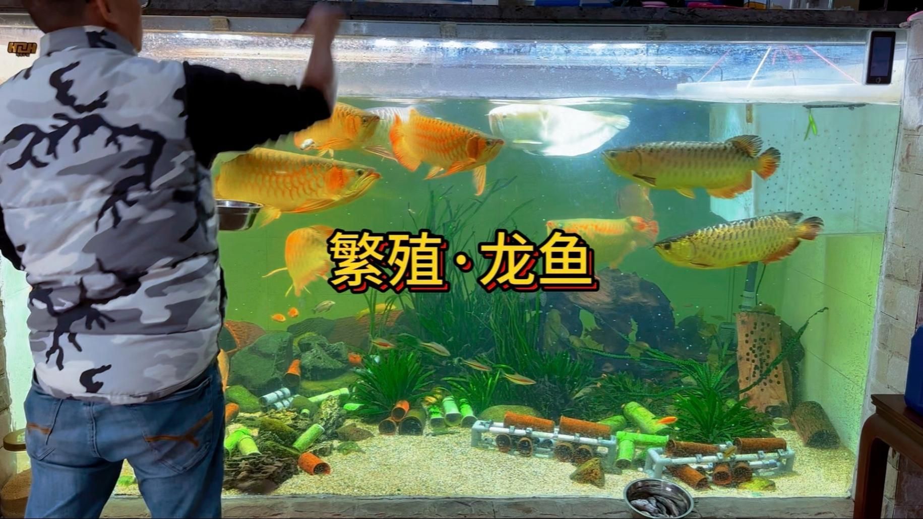 望江龍魚養(yǎng)殖需要哪些技術(shù)？，中午望江龍魚養(yǎng)殖需要哪些技術(shù)？