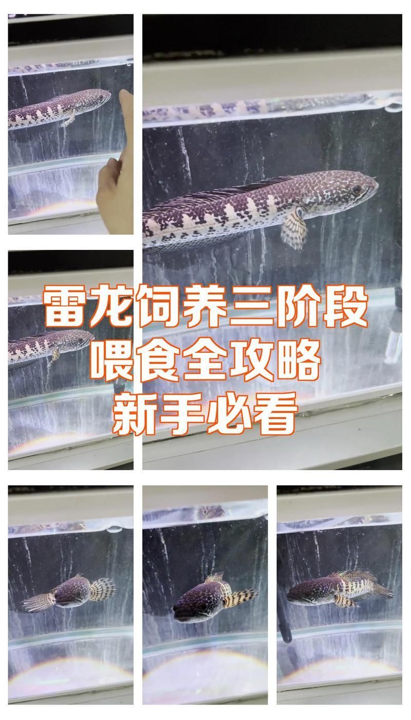 給我一份詳細的雷龍魚喂食計劃表，雷龍魚喂食計劃表