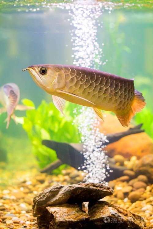 龍魚VS其他大型魚種，龍魚vs其他大型魚種對比分析龍魚vs其他大型魚種對比分析