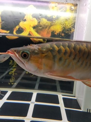 給我一些龍魚(yú)病菌感染的圖片，關(guān)于龍魚(yú)病菌感染的一些圖片