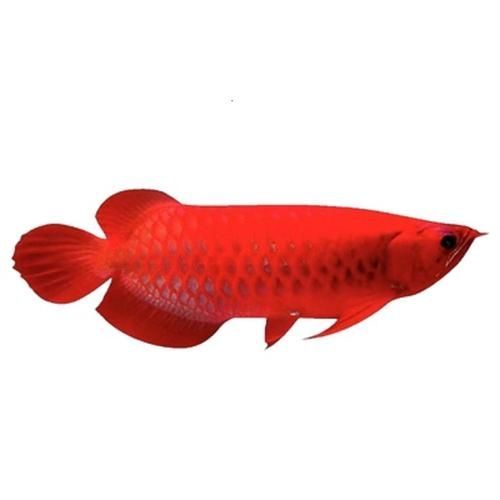 哪里可以購(gòu)買(mǎi)到5000元的紅龍魚(yú)苗？