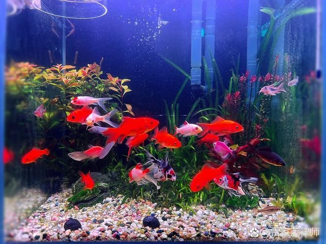 如何判斷魚是否趴缸，如何判斷魚是否是趴缸