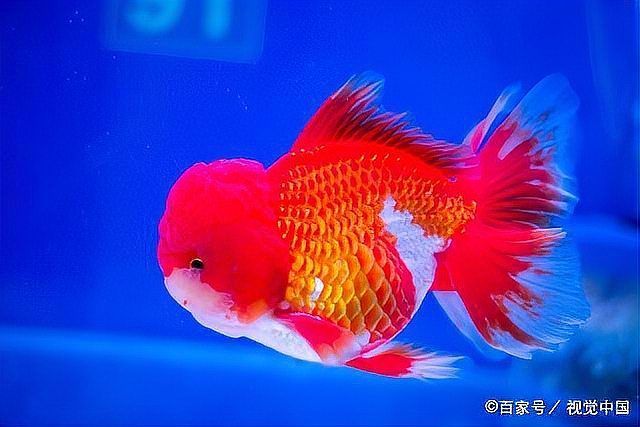 如何判斷魚是否趴缸，如何判斷魚是否是趴缸
