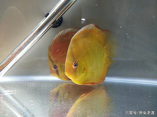 如何判斷魚是否趴缸，如何判斷魚是否是趴缸