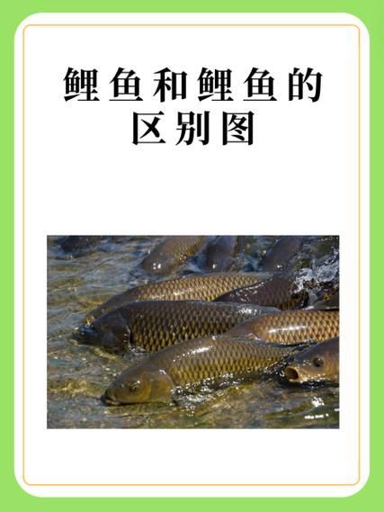 如何判斷魚是否趴缸，如何判斷魚是否是趴缸