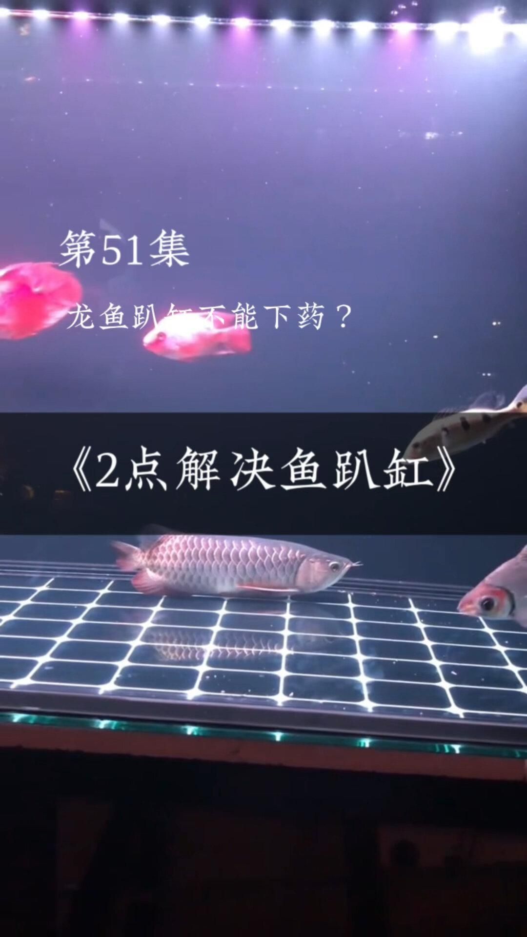 龍魚趴缸是休息還是疾??？，龍魚定時趴缸怎么回事