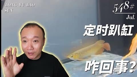 龍魚趴缸是休息還是疾病？，龍魚定時(shí)趴缸怎么回事