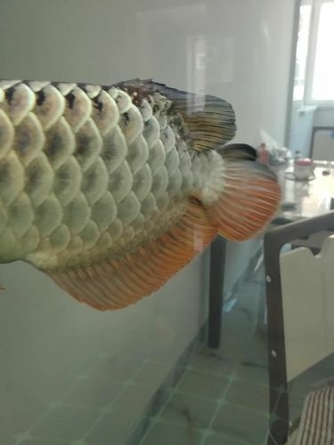 如何鑒別真假大金龍魚？，scleropagesformosus真假鑒別真假大金龍魚