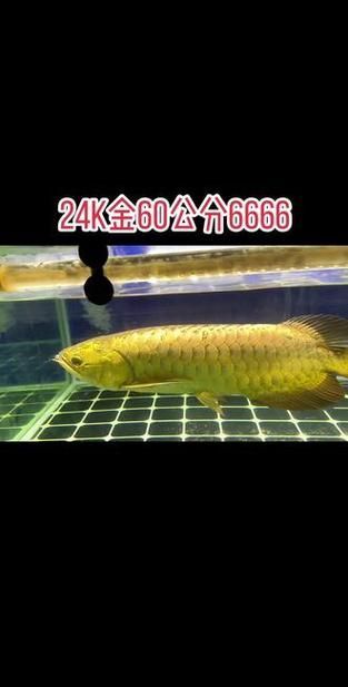 如何鑒別真假大金龍魚？，scleropagesformosus真假鑒別真假大金龍魚