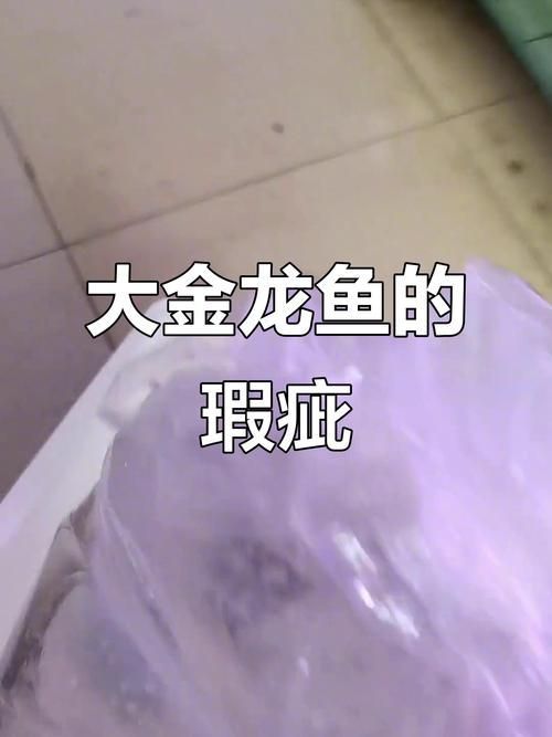 如何鑒別真假大金龍魚？，scleropagesformosus真假鑒別真假大金龍魚