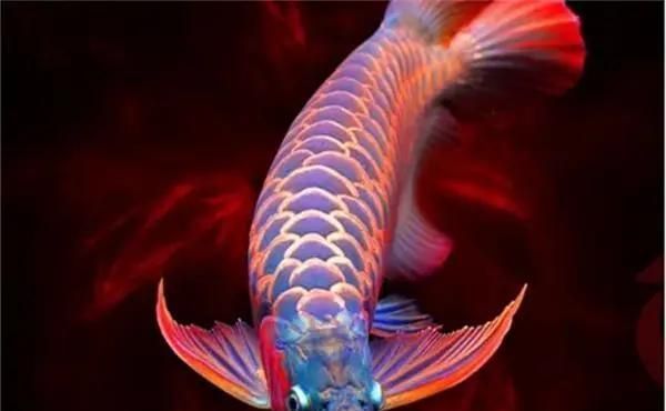 哪種方法治療紅龍魚凸眼最有效？，哪種方法治療紅龍魚凸眼最有效?