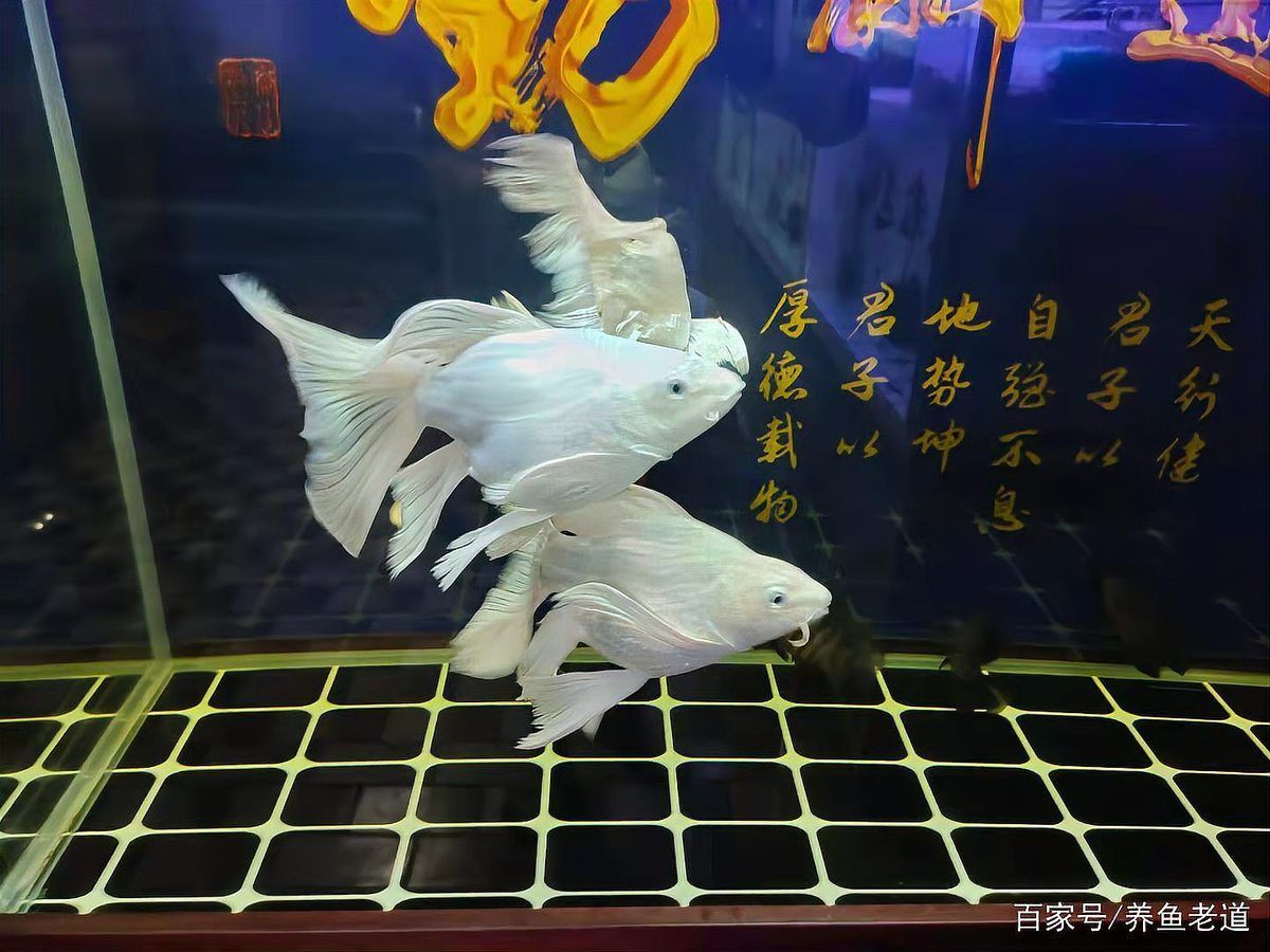 如何判斷龍魚爛鰭是否好轉，判斷龍魚爛鰭是否好轉，如何判斷龍魚爛鰭是否好轉