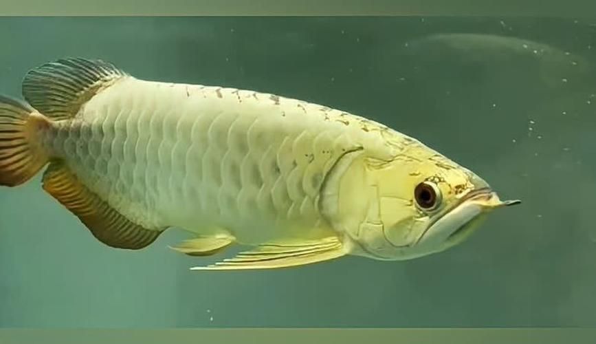 給我更多金頭過背金龍魚的圖片，金頭過背金龍魚的介紹