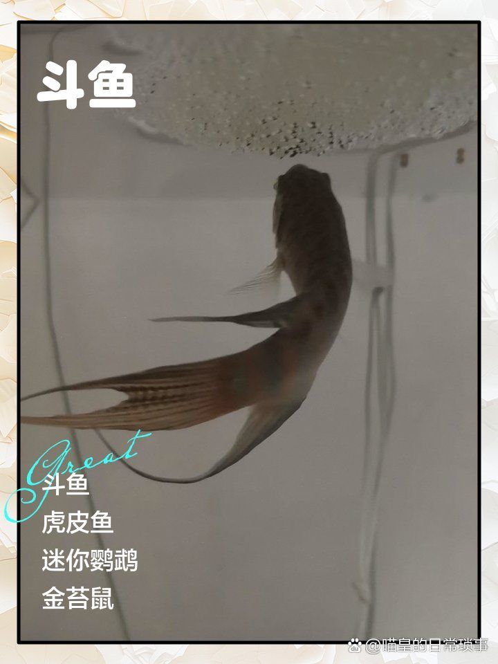 有哪些常見的魚類混養錯誤？，常見的魚類混養錯誤