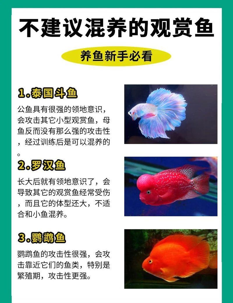 有哪些常見的魚類混養錯誤？，常見的魚類混養錯誤