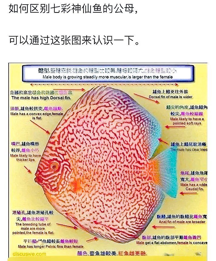 如何區分三角恐龍魚的性別？，如何區分三角恐龍魚的性別