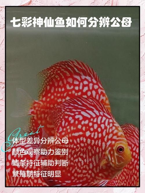 如何區分三角恐龍魚的性別？，如何區分三角恐龍魚的性別