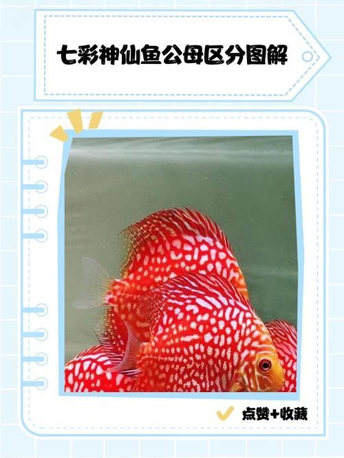 如何區分三角恐龍魚的性別？，如何區分三角恐龍魚的性別