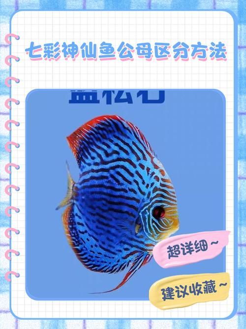 如何區分三角恐龍魚的性別？，如何區分三角恐龍魚的性別