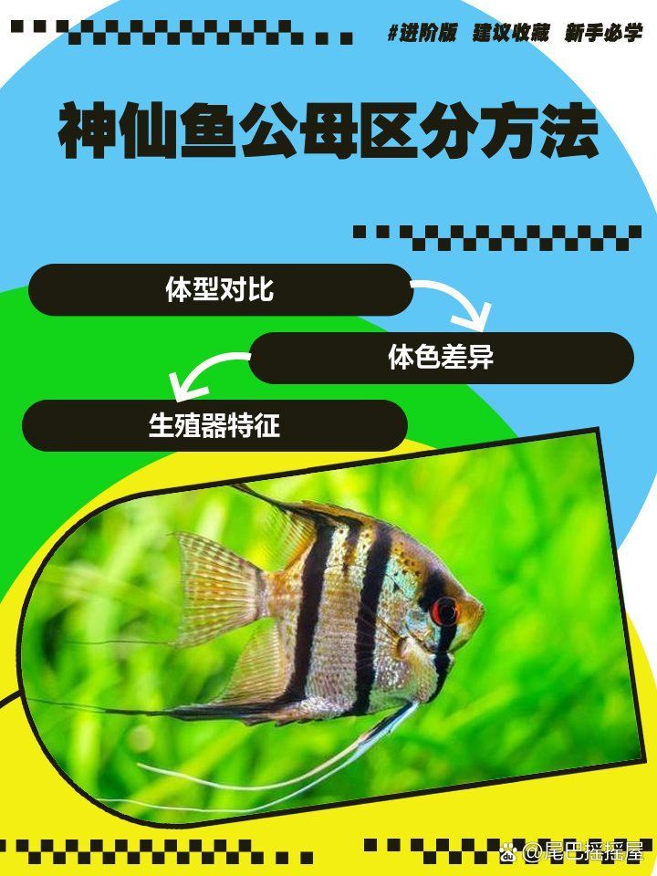 如何區分三角恐龍魚的性別？，如何區分三角恐龍魚的性別