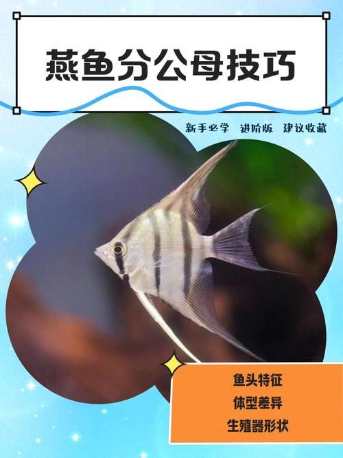 如何區分三角恐龍魚的性別？，如何區分三角恐龍魚的性別