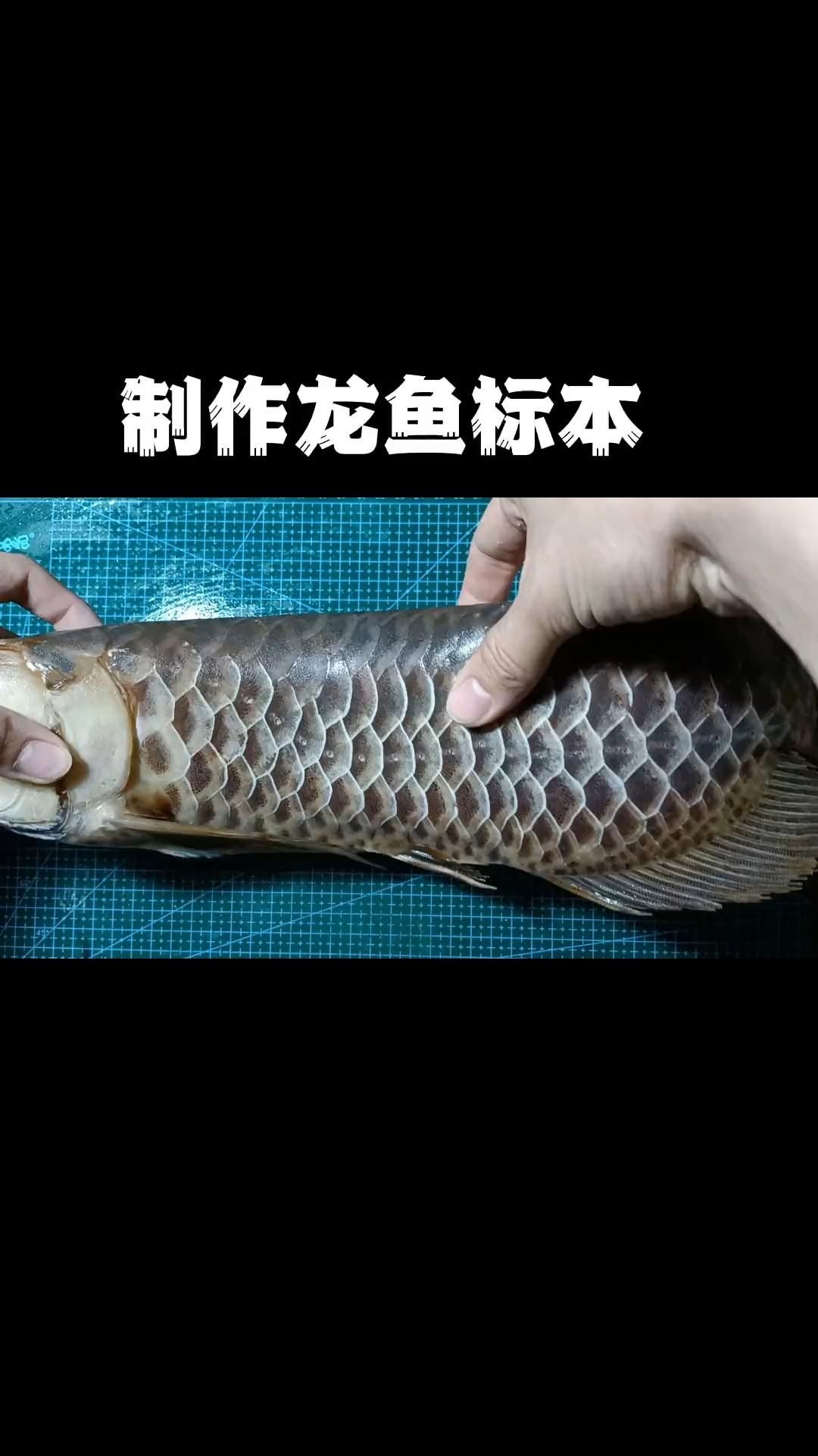 能否提供龍魚標(biāo)本制作的視頻教程，《制作龍魚標(biāo)本的藝術(shù)與科學(xué)》如何制作龍魚標(biāo)本的視頻教程