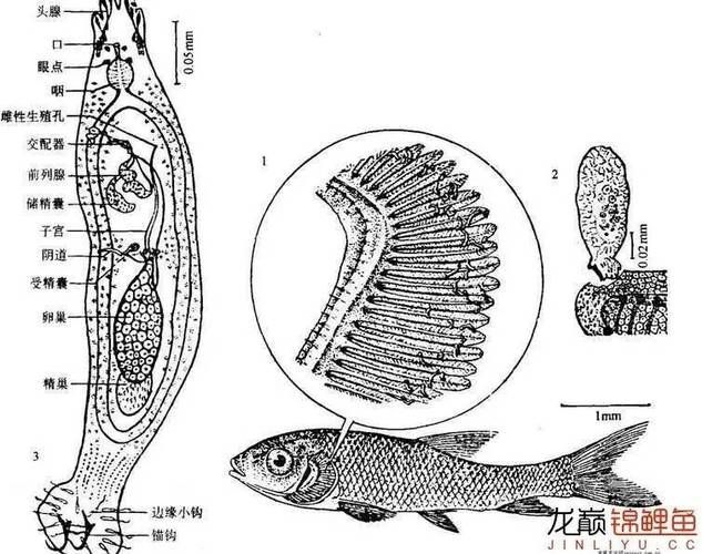 如何判斷魚是否感染內寄生蟲，如何判斷魚是否感染內寄生蟲是否感染內寄生蟲是否感染