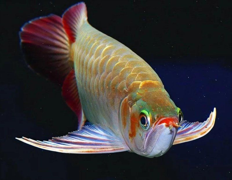 長(zhǎng)期開(kāi)燈龍魚(yú)會(huì)掉眼嗎？，長(zhǎng)期開(kāi)燈養(yǎng)龍魚(yú)會(huì)導(dǎo)致龍魚(yú)掉眼嗎？