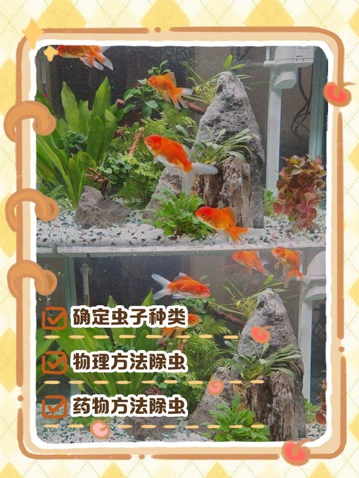 有哪些天然方法可以驅除龍魚寄生蟲，龍魚寄生蟲如何防治
