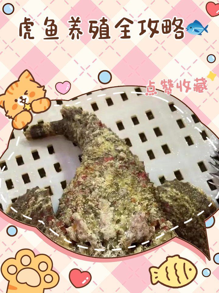 虎魚的飼養方法是什么？，虎魚的飼養方法是什么