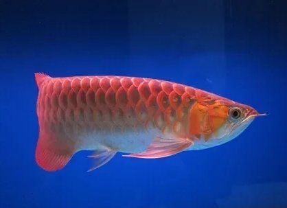 龍魚水泡病的治療方法有哪些？，龍魚水泡病治療方法有哪些龍魚水泡病防治方法有哪些