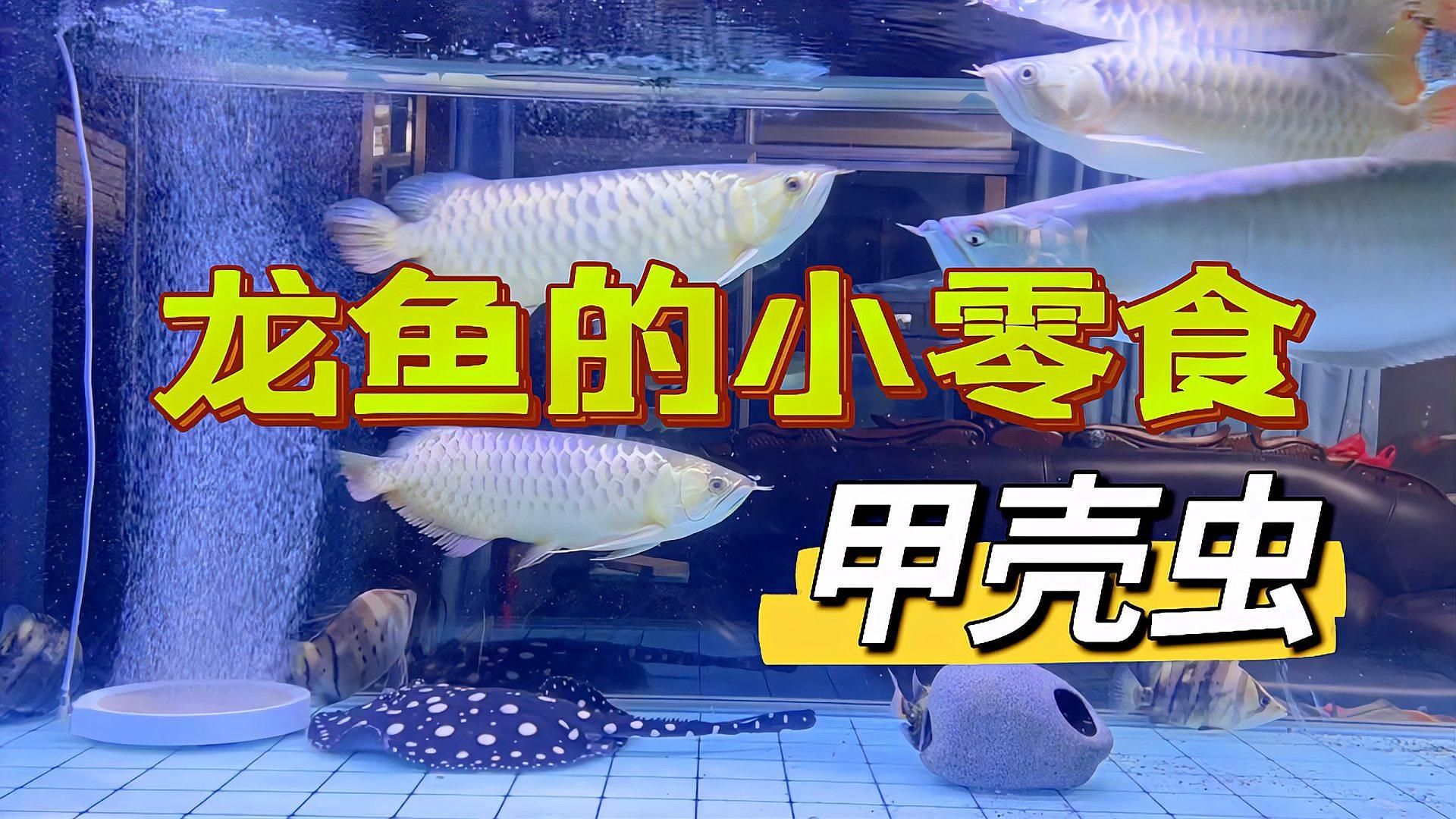 有哪些食物是龍魚最愛吃的？，龍魚最愛吃的食物