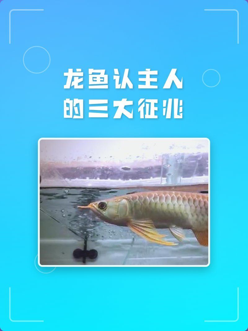 有哪些方法可以促進龍魚認主，曼龍魚認主行為揭秘龍魚認主的三大征兆，你家龍魚達標了嗎