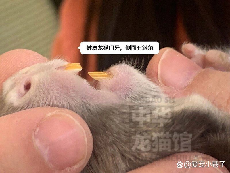 龍貓牙齒問題如何治療，北京寵物醫院龍貓牙齒問題