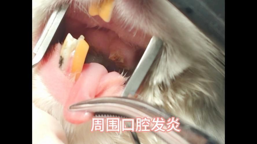 龍貓牙齒問題如何治療，北京寵物醫院龍貓牙齒問題