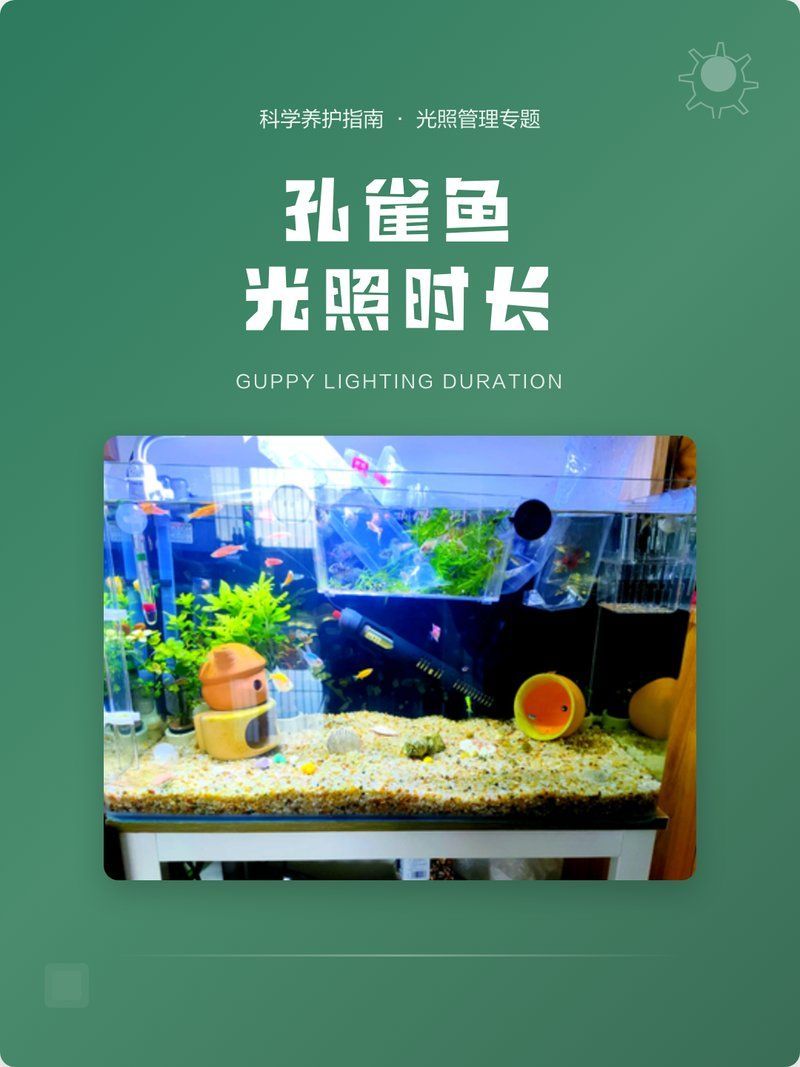 如何為孔雀魚提供適宜的光照環境，孔雀魚光照的三大關鍵詞：孔雀魚光照的三大關鍵詞